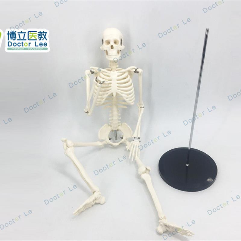 可活动骨架标肌肉解剖脊椎骷髅小针刀正骨针灸85cm人体骨骼模型