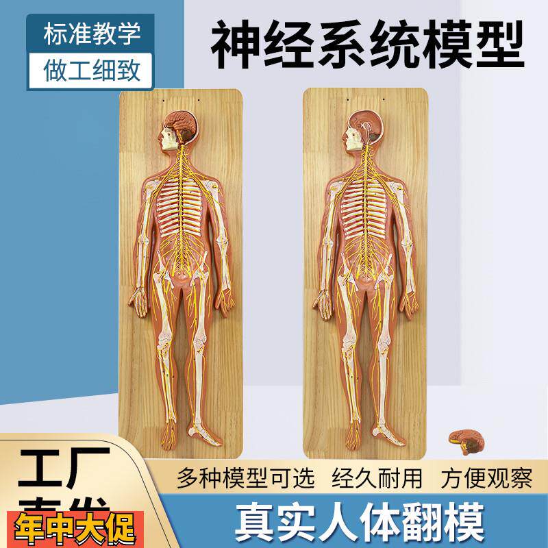 人体神经系统解剖模型中枢神经脑脊髓周围脊神经骶丛坐骨神经