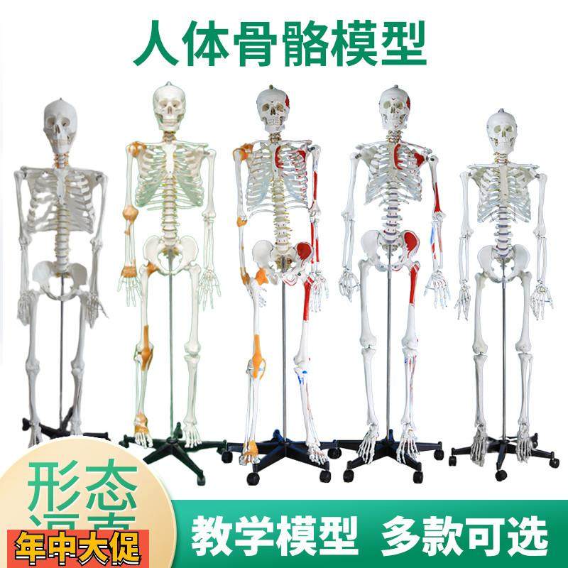 170cm人体肌肉骨骼结构全身骨架模型可拆卸医用脊椎瑜伽小白骷髅,玩具/童车/益智/积木/模型,其他模型玩具,淘宝优惠券,粉丝福利购,淘宝优惠卷