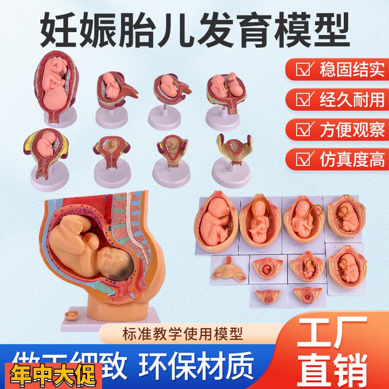妊娠胚胎发育过程模型模型子宫生殖模型婴儿胎儿妊娠九个月模型