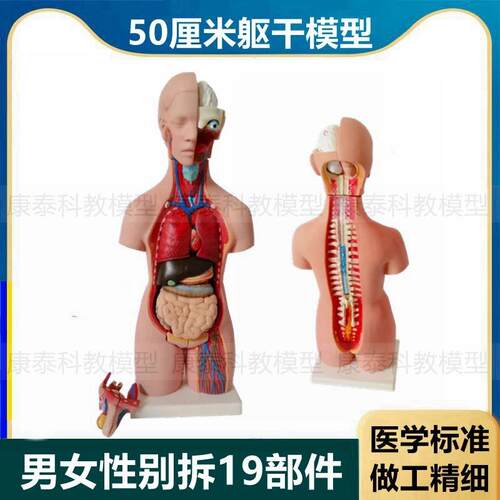 人体躯干模型50厘米高男女性别背部解剖内脏拆卸19件拼装医学标准