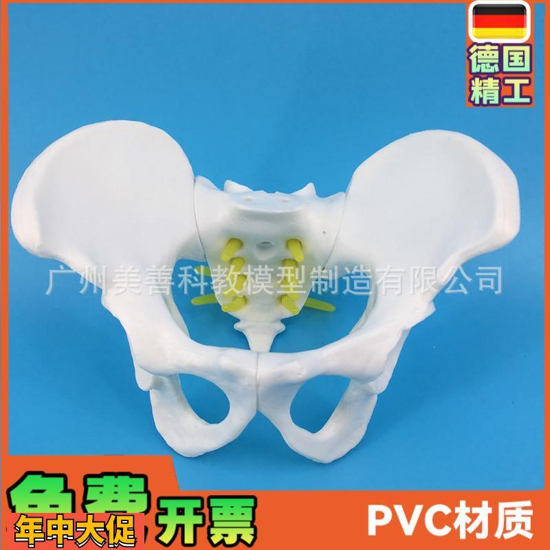 小型女性骨盆妇科检查模型骨盆标本骨盆演示模型女性盆骨模型