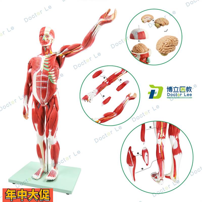 人体肌肉模型美术仿真骨骼肌肉组织解刨模型健身医用教学模型