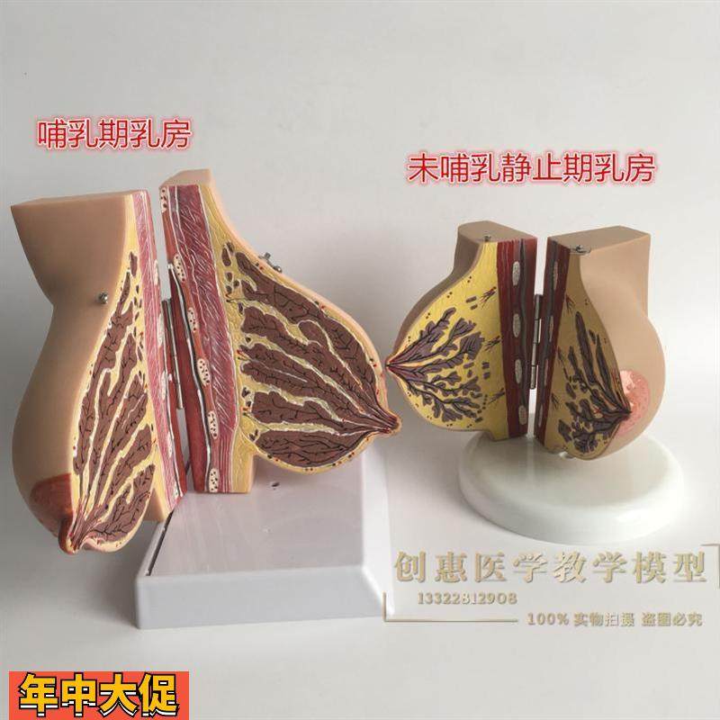 女性已孕哺乳期乳房解剖模型,孕妇乳房解剖模型催乳师培训模型,玩具/童车/益智/积木/模型,其他模型玩具,淘宝优惠券,粉丝福利购,淘宝优惠卷