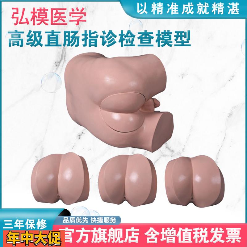 弘模HOM/LV39高级直肠指诊检查模型前/列腺触诊模型肛门检查模型