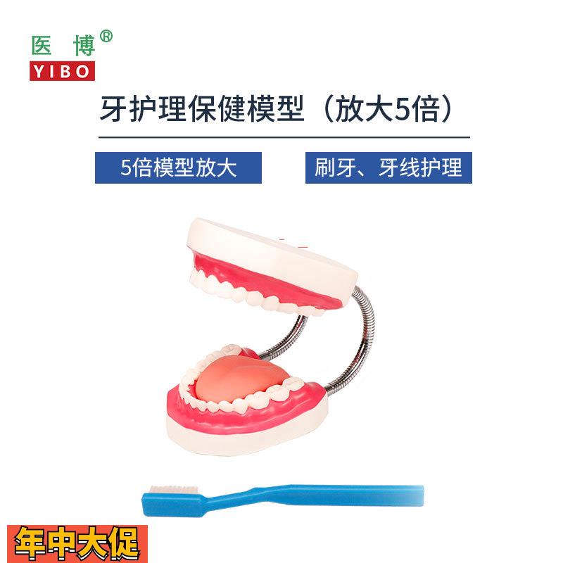 医博BIX-HY护理保健牙齿模型儿童早教刷牙模型口腔教学幼儿园儿童
