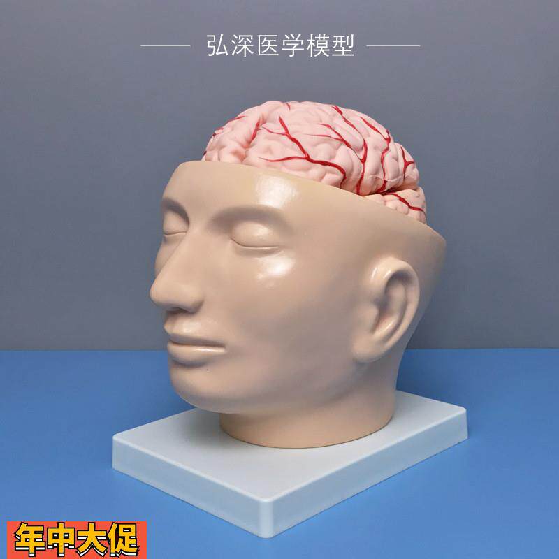 人体颅脑模型头部带大脑动脉血管分布小脑部可拆颅内解剖结构教学