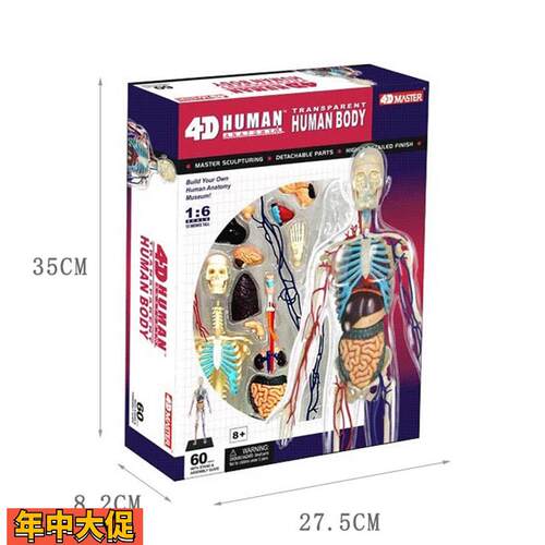 4DMASTER人体解剖拼装模型生物教学模型教具全身透明人
