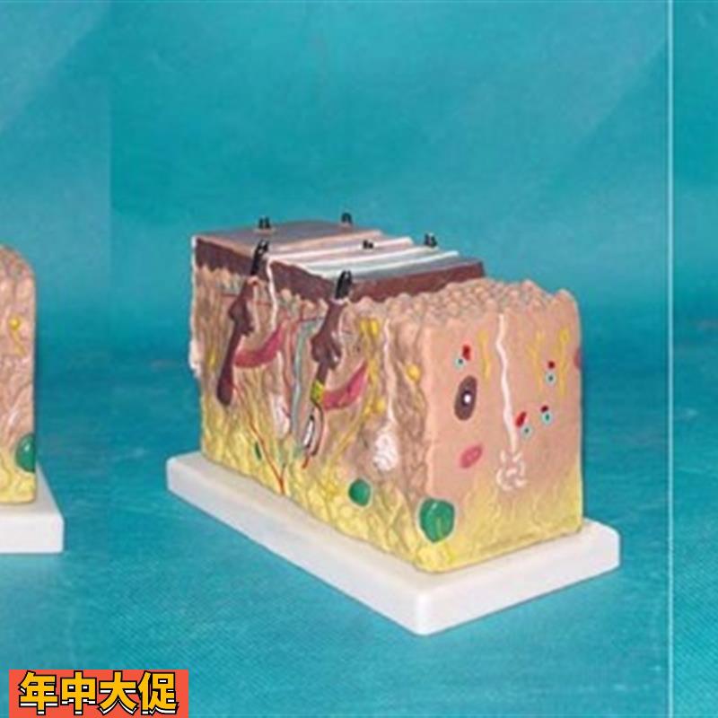人体皮肤解剖模型皮肤机构教学医用人体标本模型