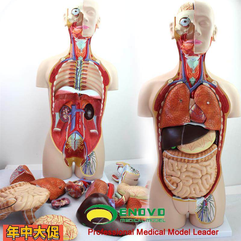 ENOVO颐诺医学85CM人体器官系统解剖模型躯干内脏解剖医学教学体,文具电教/文化用品/商务用品,教学标本/模型,淘宝优惠券,粉丝福利购,淘宝优惠卷