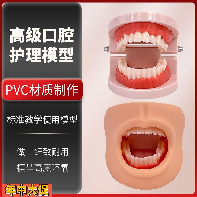 高级口腔清洁模型(带脸颊)口腔清洁模型保健模型口腔牙护理