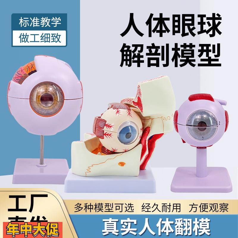 人体眼球模型放大眼睛眼球结构构造解剖模型教学仪器眼珠玩具医学