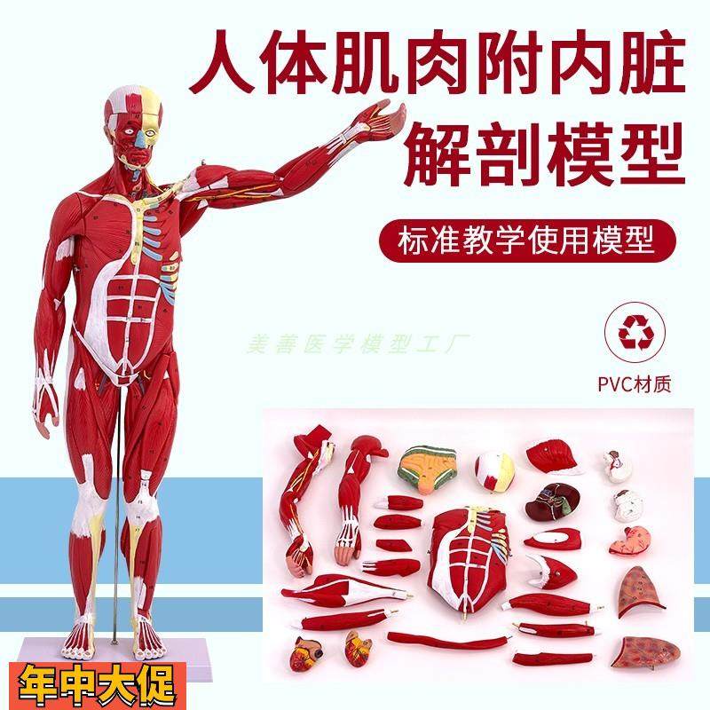 80CM人体全身肌肉模型内脏器官解剖结构组织可拆卸运动医学教学,玩具/童车/益智/积木/模型,其他模型玩具,淘宝优惠券,粉丝福利购,淘宝优惠卷