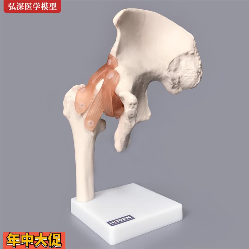髋关节模型髋骨骼韧带腿骨股骨盆结构骨科人体医学教学模具教具