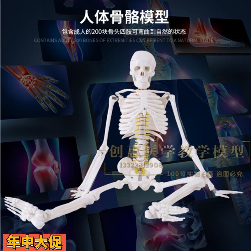人体骨骼模型85CM肌肉着色骨架模型骨骼标本骨架附血管神经
