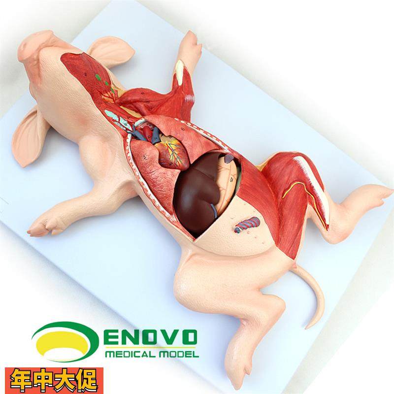 ENOVO颐诺猪解剖模型猪胚胎猪器官内脏肌肉神经畜牧养殖学习动物,文具电教/文化用品/商务用品,教学标本/模型,淘宝优惠券,粉丝福利购,淘宝优惠卷