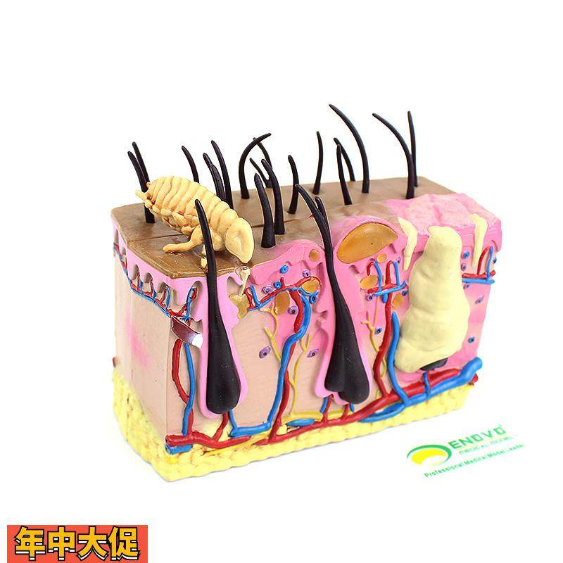 ENOVO颐诺狗皮肤模型犬跳蚤咬伤犬皮肤宠物狗皮肤解剖模型犬皮,文具电教/文化用品/商务用品,教学标本/模型,淘宝优惠券,粉丝福利购,淘宝优惠卷