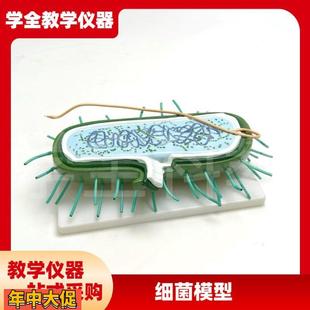 细菌模型高倍放大细胞病毒细菌标本染色体鞭毛生物教学展示模型