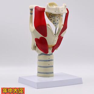 声带模型嗓子声音器官声襞会厌软骨声门喉咙结构声乐教具发音练习