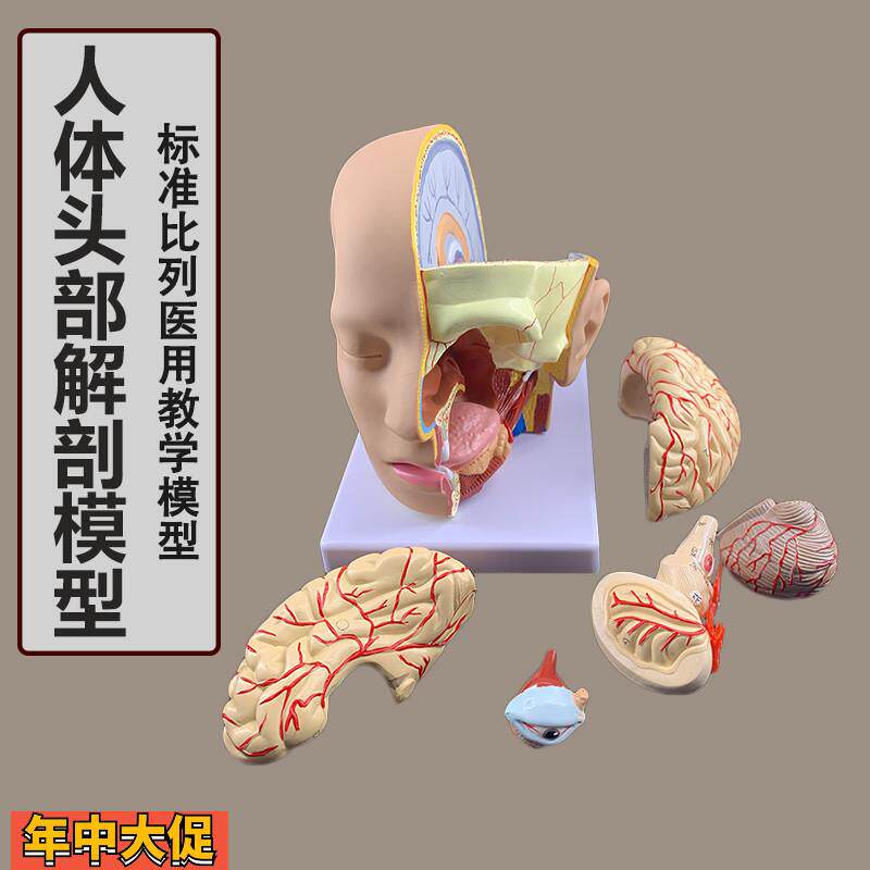 人体头部解剖模型附脑模型4部件医院教学人体头部附大脑动脉模型