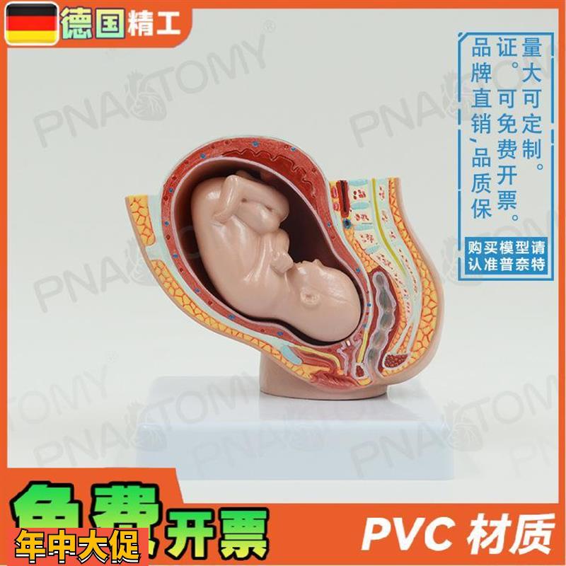 德国】小型女盆腔妊娠胚胎发育解剖模型妇产科计生展示子宫标本