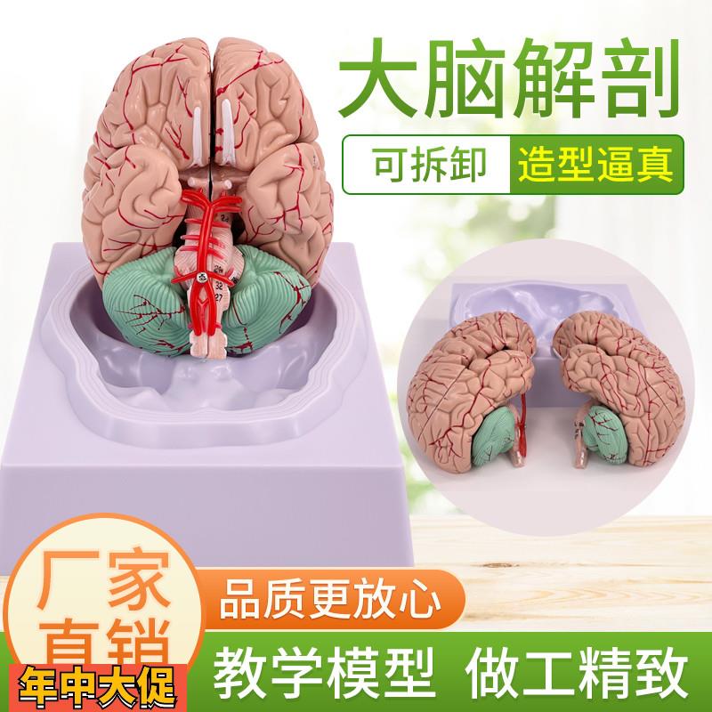 拼装人体解剖模型大脑模型脑科医学脑血脑动脉神经科血管颅底