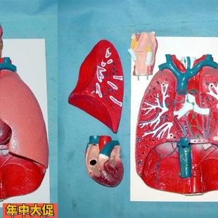 人体肺部解剖模型肺模型教学医用人体标本模型