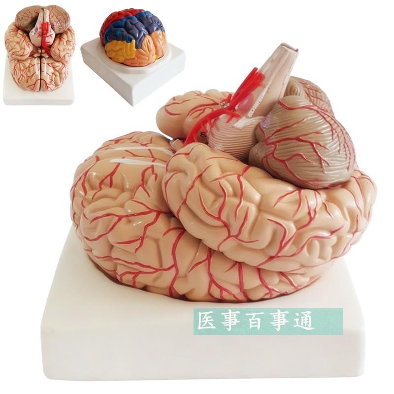 人脑解剖模型脑结构模型大脑模型脑动脉模型脑血管分布脑型