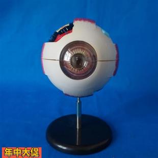 眼球模型眼睛结构解剖教具眼球标本6倍人体眼睛眼珠内部可拆