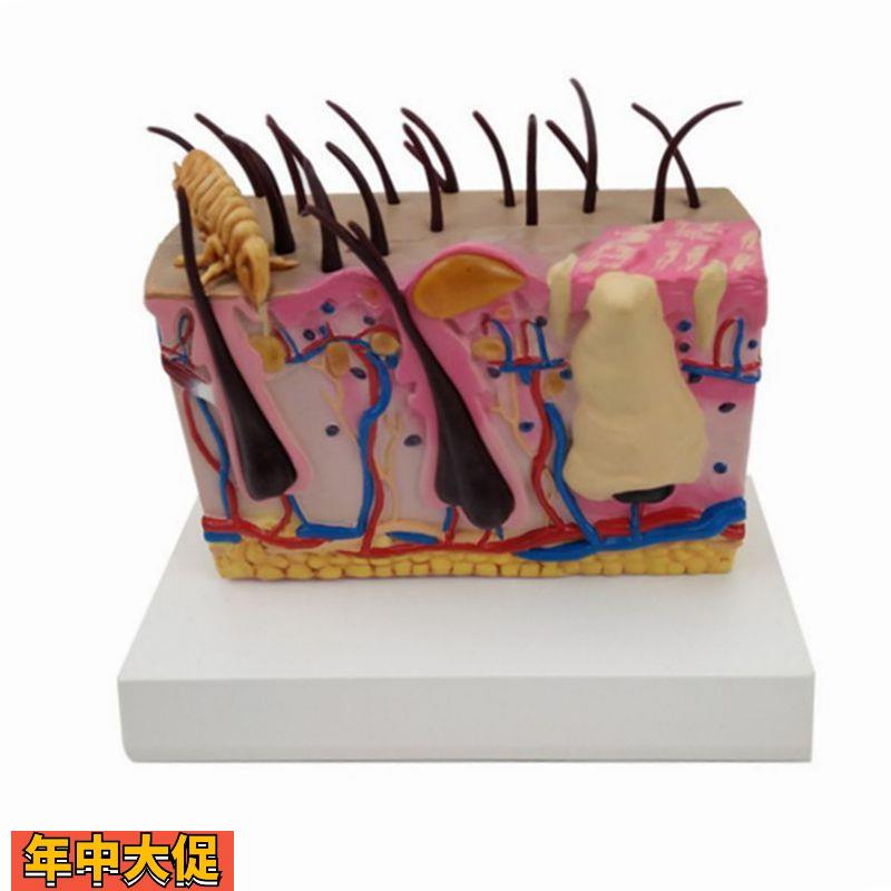 康泰动物模型犬皮肤螨虫跳蚤虫子叮咬病理脓疱宠物狗兽医药促销礼