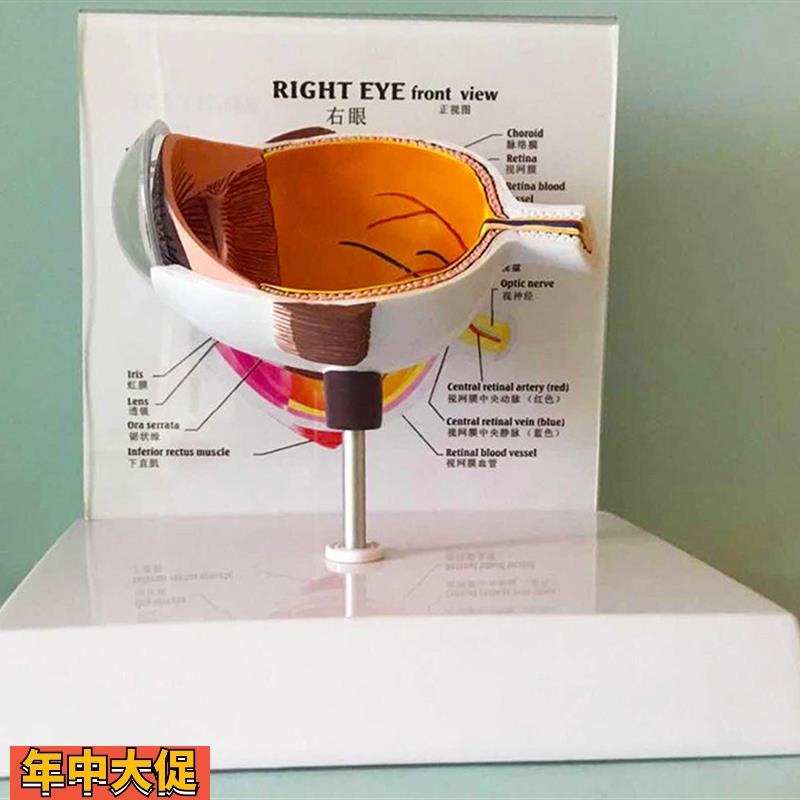 眼睛模型晶片虹膜器官解剖人体教学教仪医用医学教学教具包邮