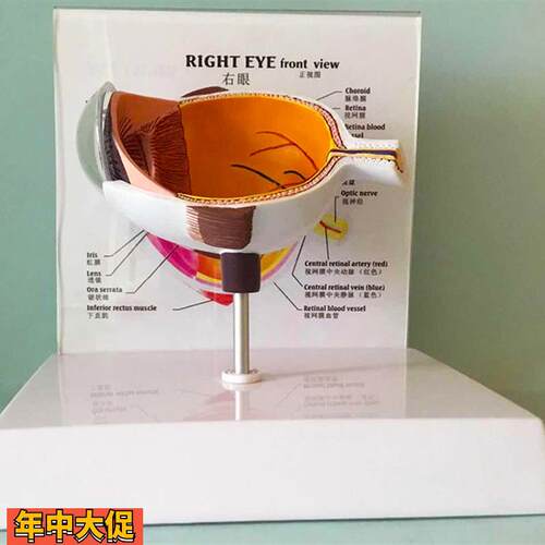 眼睛模型晶片虹膜器官解剖人体教学教仪医用医学教学教具包邮