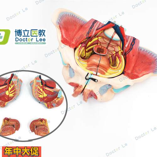 高级女性骨盆附生殖器与解剖模型生殖器官和女性盆腔模型