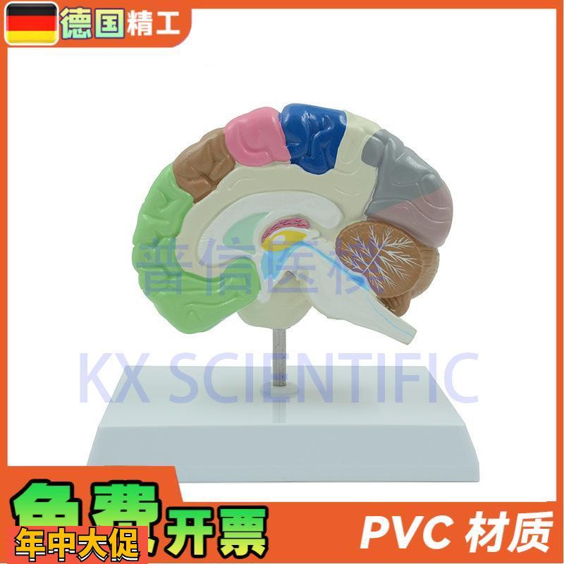 德国】KX-A6121普信大脑模型人体彩色右半脑功能区医药礼品展