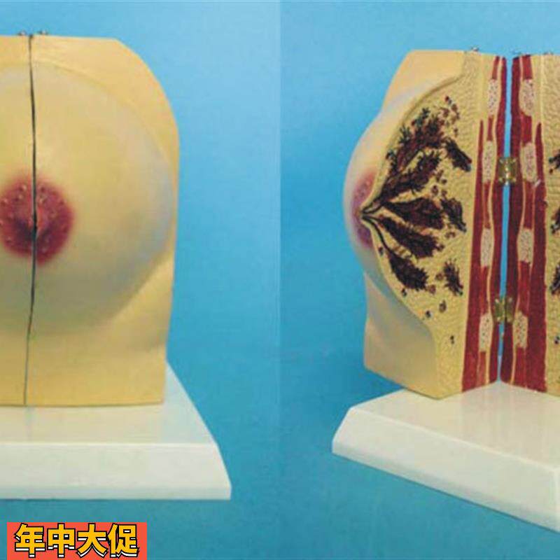 未孕女性乳房解剖模型女性乳房模型催乳师培训道具哺乳