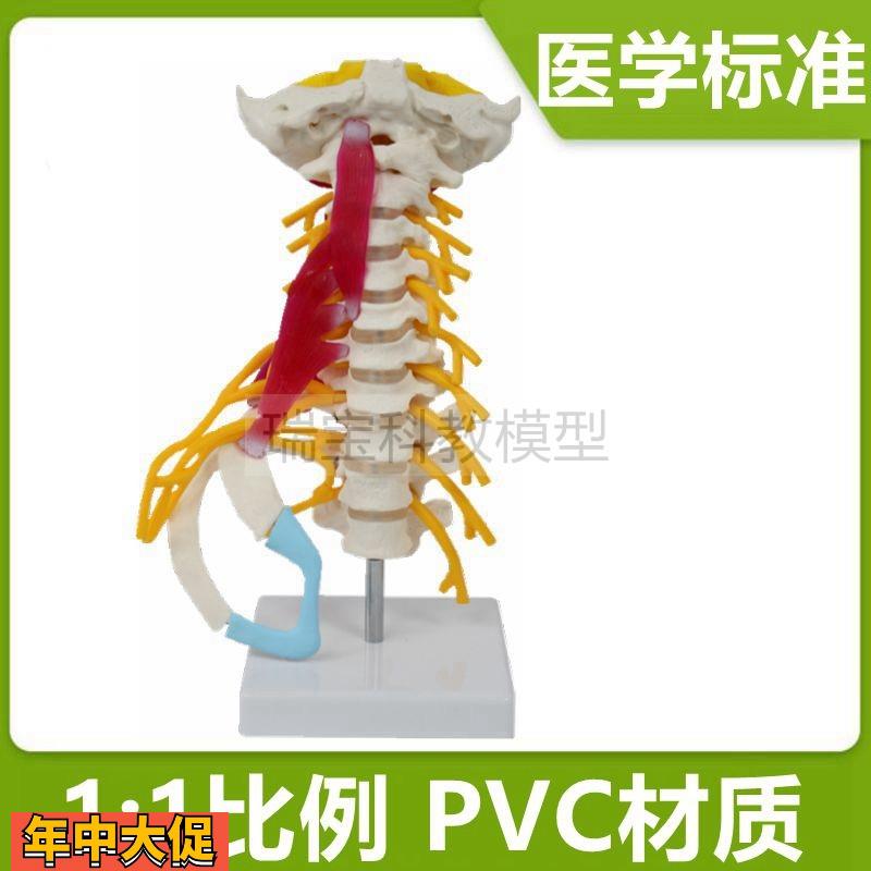 人体颈椎模型1比1仿小脑枕骨颈动脉神经颈部肌肉颈丛神经正骨瑜伽