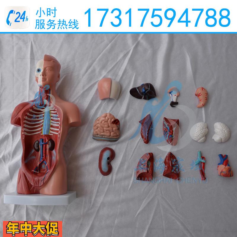 迷你躯干模型26CM人体躯干模型人体内脏器官模型人体解剖模型