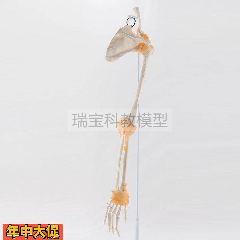 手臂骨模型人体上肢1比1关节韧带四肢左右侧下肢腿骨康复功能活动