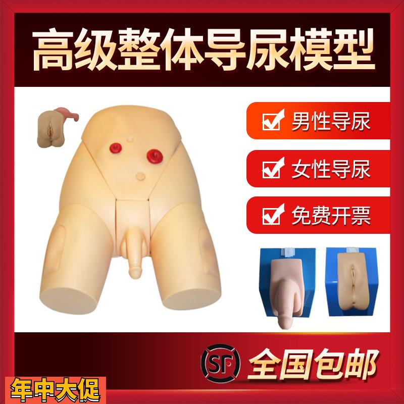 男女性别可互换整体导尿模型着装式内外生殖器模具护士导尿练习