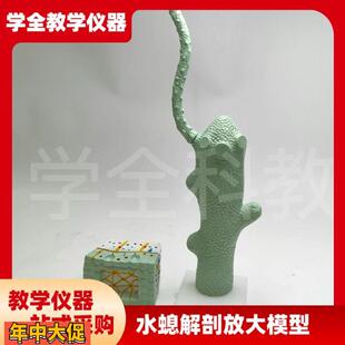 水螅解剖放大模型水生物模型中学生物教学模型水螅解剖微生物模型