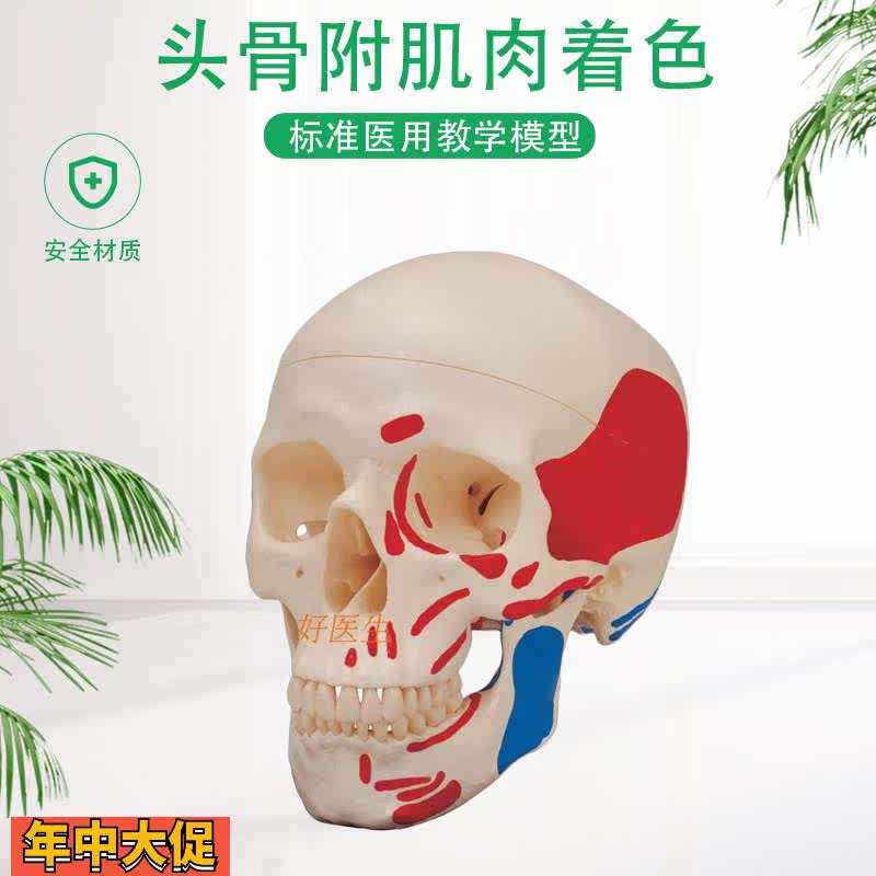 一比一医学仿真骷髅人头骨模型头颅骨解剖彩色头骨肌肉着色