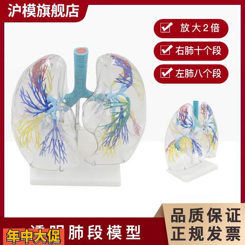 沪模HM/XC330透明肺段模型肺部解剖示教人体解剖学气管教具支气管