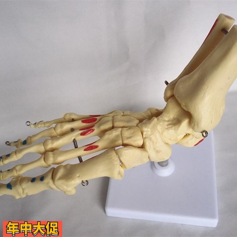 自然大脚关节骨骼肌肉着色人体骨架脚趾医用教学模型玩具