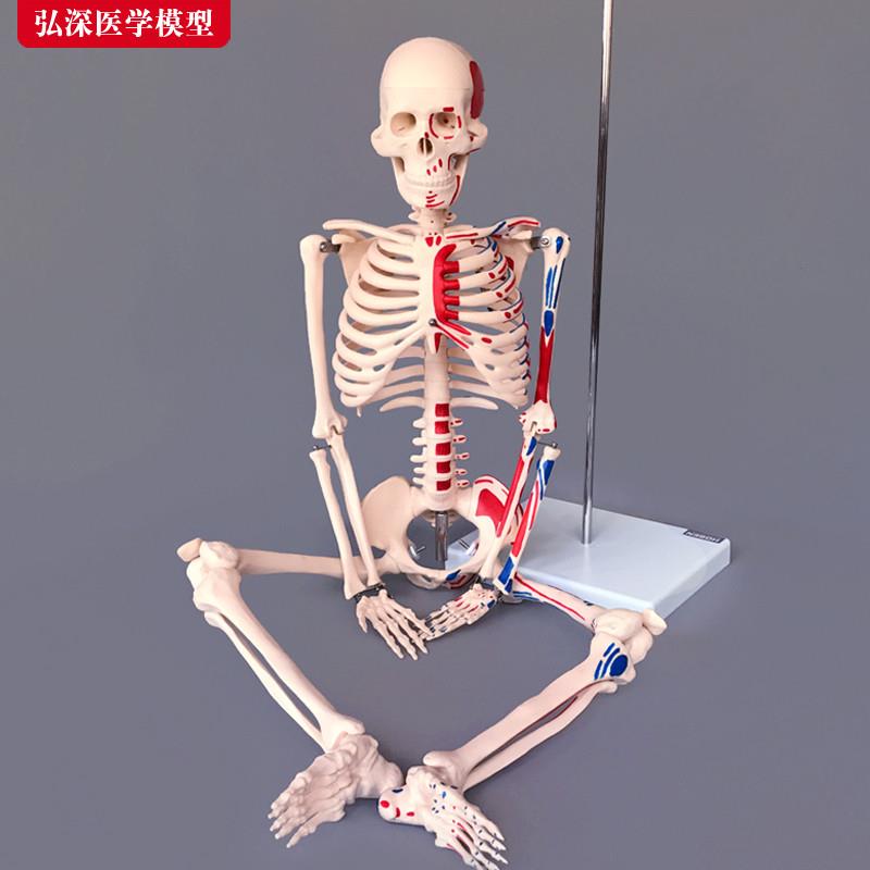 85cm人体全身骨骼模型附半边肌肉起止点着色骨架医学教学模具玩具
