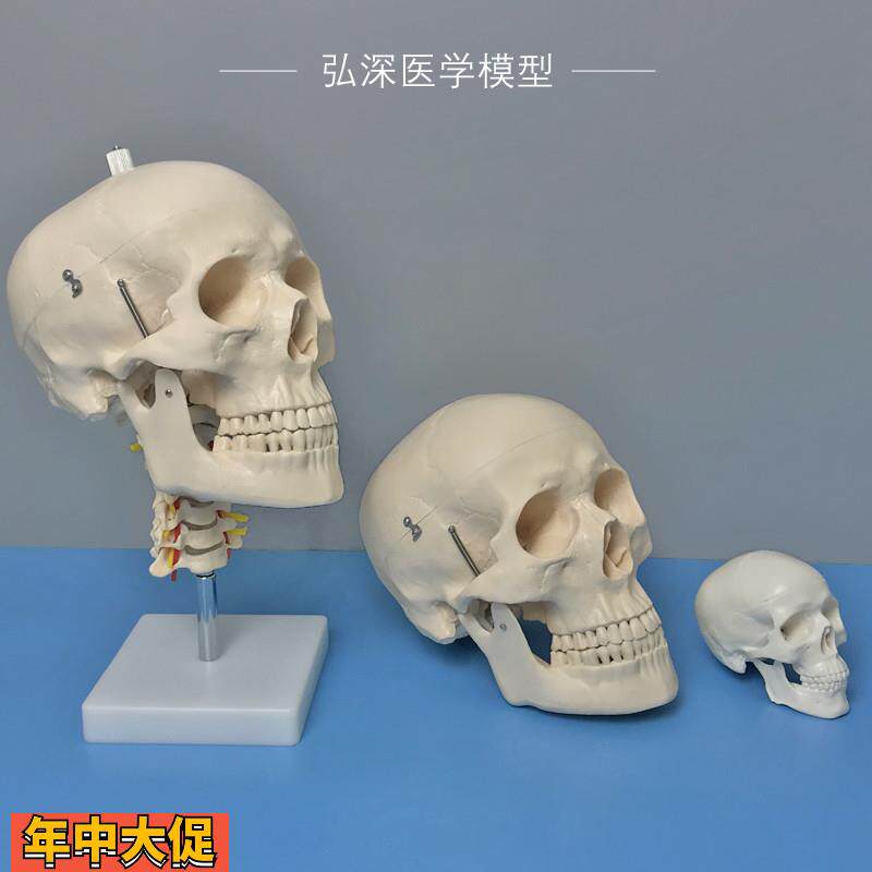 人体头颅骨模型头部骨骼带颈椎动脉脑解剖彩色骷髅头可拆活动教学