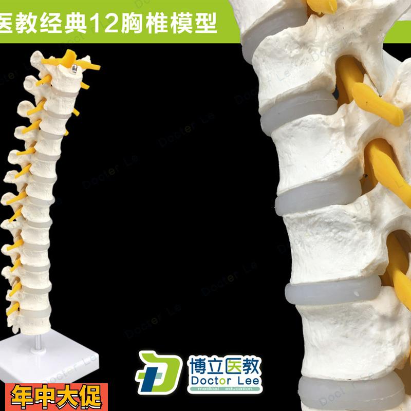医学自然大1:1人体12胸椎模型脊椎腰椎颈椎胸椎正骨骨科骨骼模型