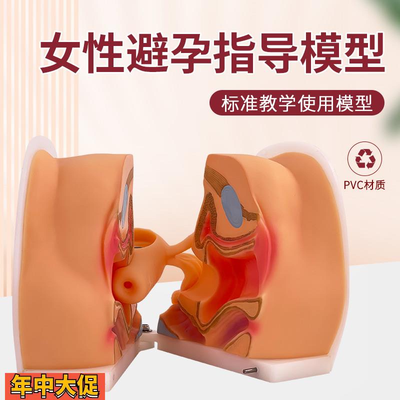 女性生殖解剖模型宫颈检查子宫阴道卵巢妇科避孕生殖私密教学