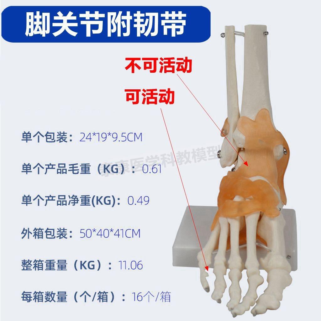 1比1肘关节模型尺骨鹰嘴桡骨中学生物课展示人体关节韧带康复美术
