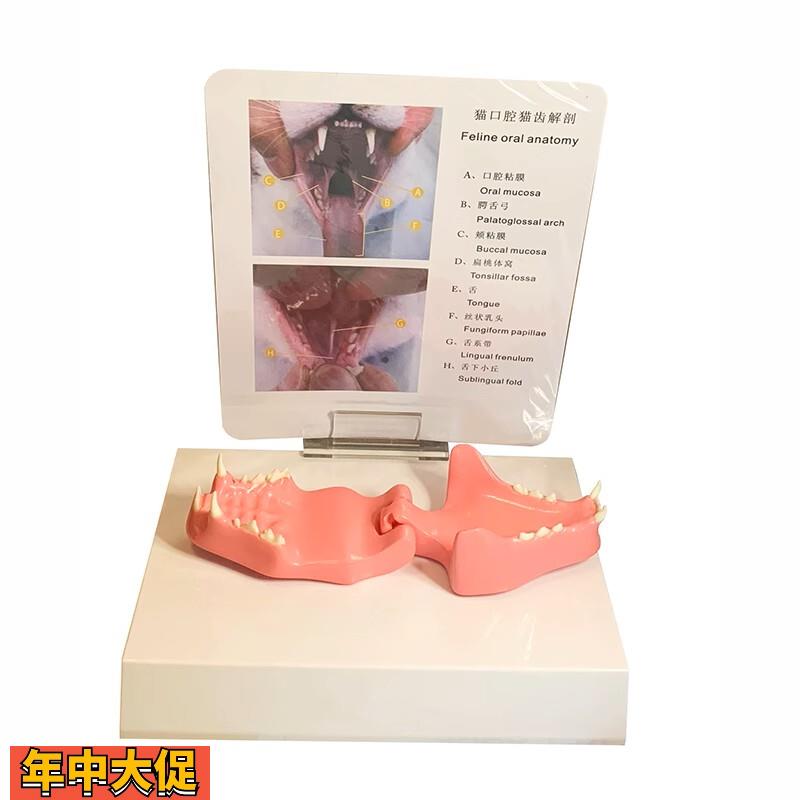 猫牙齿口腔病理宠物医药促销礼品兽医教学模具猫科动物头颅骨上颚