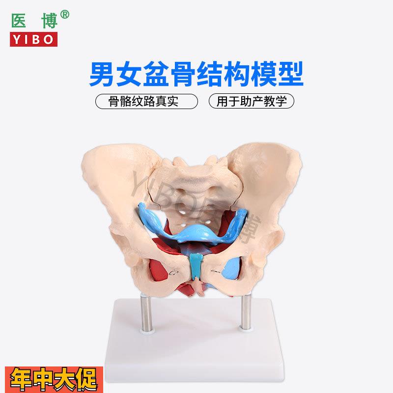 医博1:1成人男性骨盆模型成人女性骨盆骨骼模型女性骨盆带盆底肌